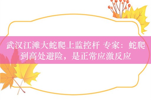 武汉江滩大蛇爬上监控杆 专家：蛇爬到高处避险，是正常应激反应