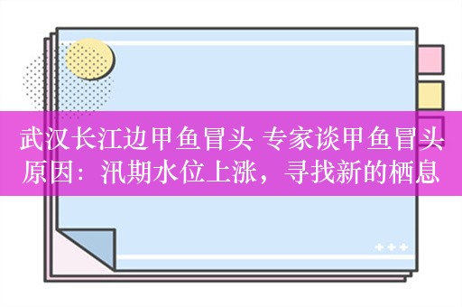 武汉长江边甲鱼冒头 专家谈甲鱼冒头原因：汛期水位上涨，寻找新的栖息地