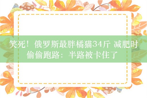 笑死！俄罗斯最胖橘猫34斤 减肥时偷偷跑路：半路被卡住了 